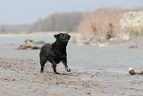 LABRADOR 513